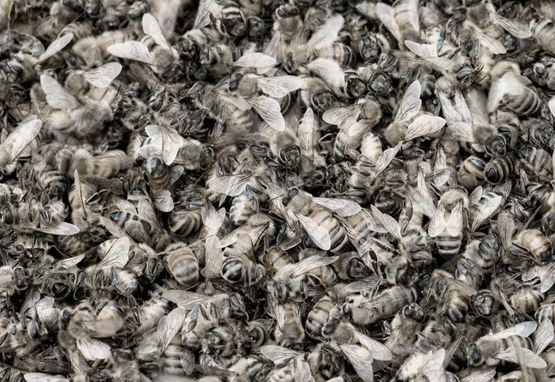 Song Sting Swarm 2 by Anne Noble contemporary artwork Photography