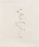 Shortpod Mustard by Michael Landy contemporary artwork print