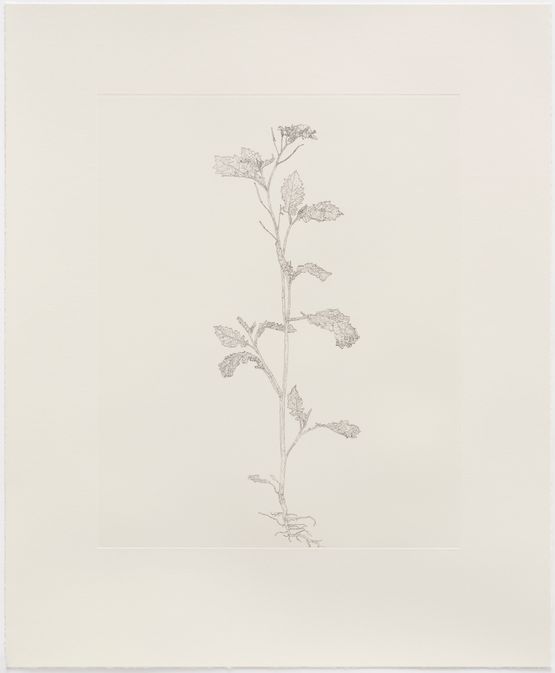 Shortpod Mustard by Michael Landy contemporary artwork Print