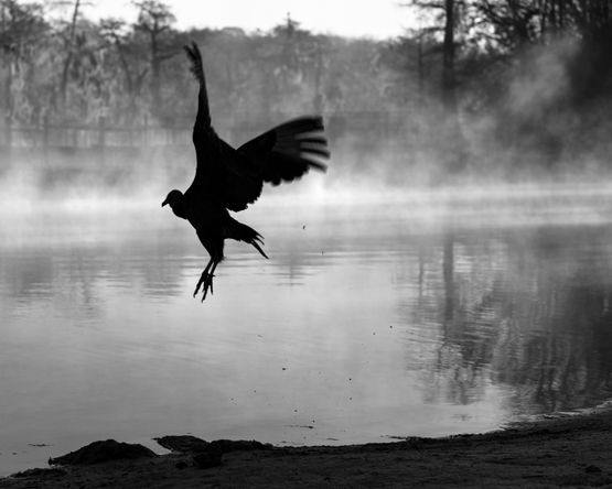 Vulture Wakulla Springs by Anastasia Samoylova contemporary artwork Print