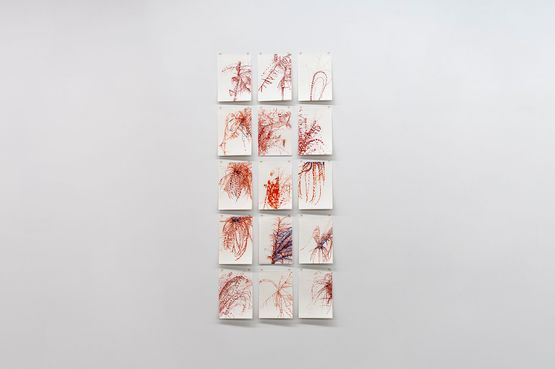 Feather Stars by Alicia Frankovich contemporary artwork Works on Paper