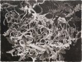 Shepherds Purse 4  4 by Wu Yiming contemporary artwork works on paper