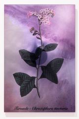 Plants Bleed Lakes Turnsole by Janet Laurence contemporary artwork sculpture