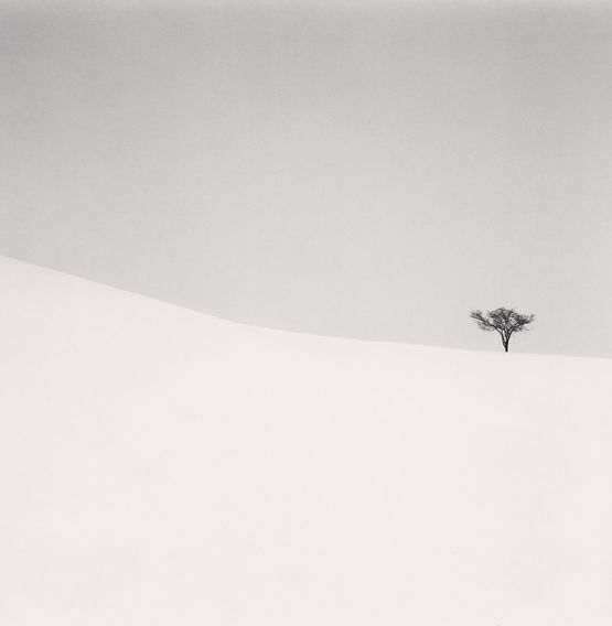 Single Tree Mita Hokkaido Japan by Michael Kenna contemporary artwork Photography