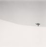 Single Tree Mita Hokkaido Japan by Michael Kenna contemporary artwork Photography