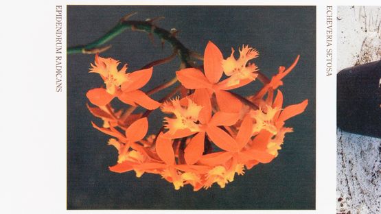 Volume 3. Flowers Nahbild by Mungo Thomson contemporary artwork Moving Image