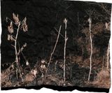 Manifest XV by Tenzing Dakpa contemporary artwork photography