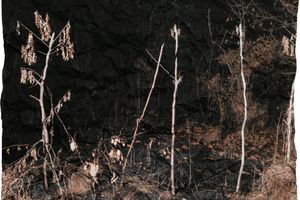 Tenzing Dakpa