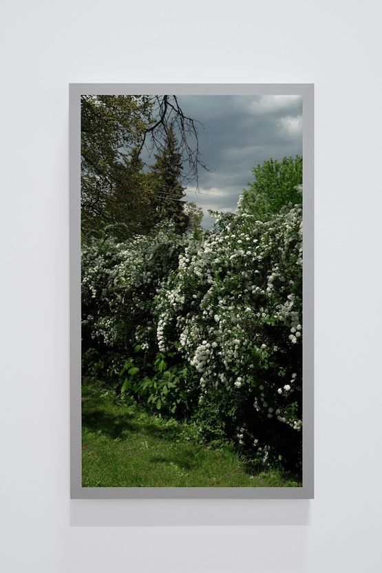 Spirea prunifolia Bridal WreathBack and Forth Picture by Scott McFarland contemporary artwork Moving Image