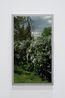 Spirea prunifolia Bridal WreathBack and Forth Picture by Scott McFarland contemporary artwork Moving Image