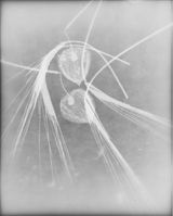 Untitled by The Estate Of Anwar Jalal Shemza contemporary artwork photography