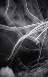 Nocturnal Assembly 11 by Anne Noble contemporary artwork print
