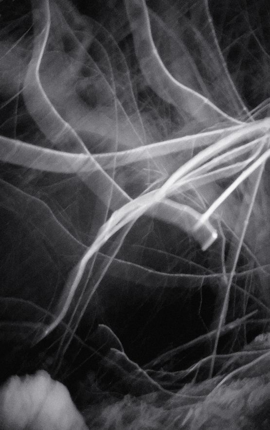 Nocturnal Assembly 11 by Anne Noble contemporary artwork Print