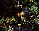 Day for night Cocoa Plant by Greta Anderson contemporary artwork print