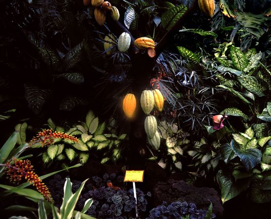 Day for night Cocoa Plant by Greta Anderson contemporary artwork Print