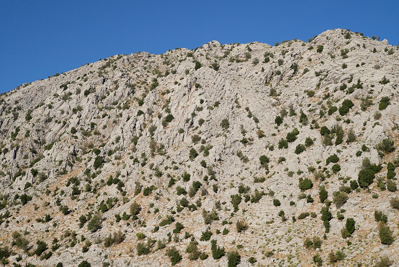 NADIM ASFAR