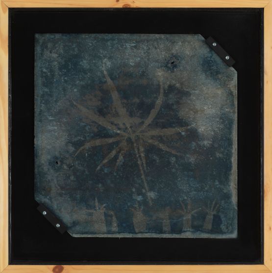 On Mineral Fibers Summer House Herbarium 01 by Tamas Kaszas contemporary artwork Photography