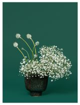 The Nurse Opium poppy Papaver sp. by Ann Shelton contemporary artwork photography