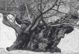Drawing of Old Trees during wintry days 2007-2014 by Patrick Van Caeckenbergh contemporary artwork works on paper