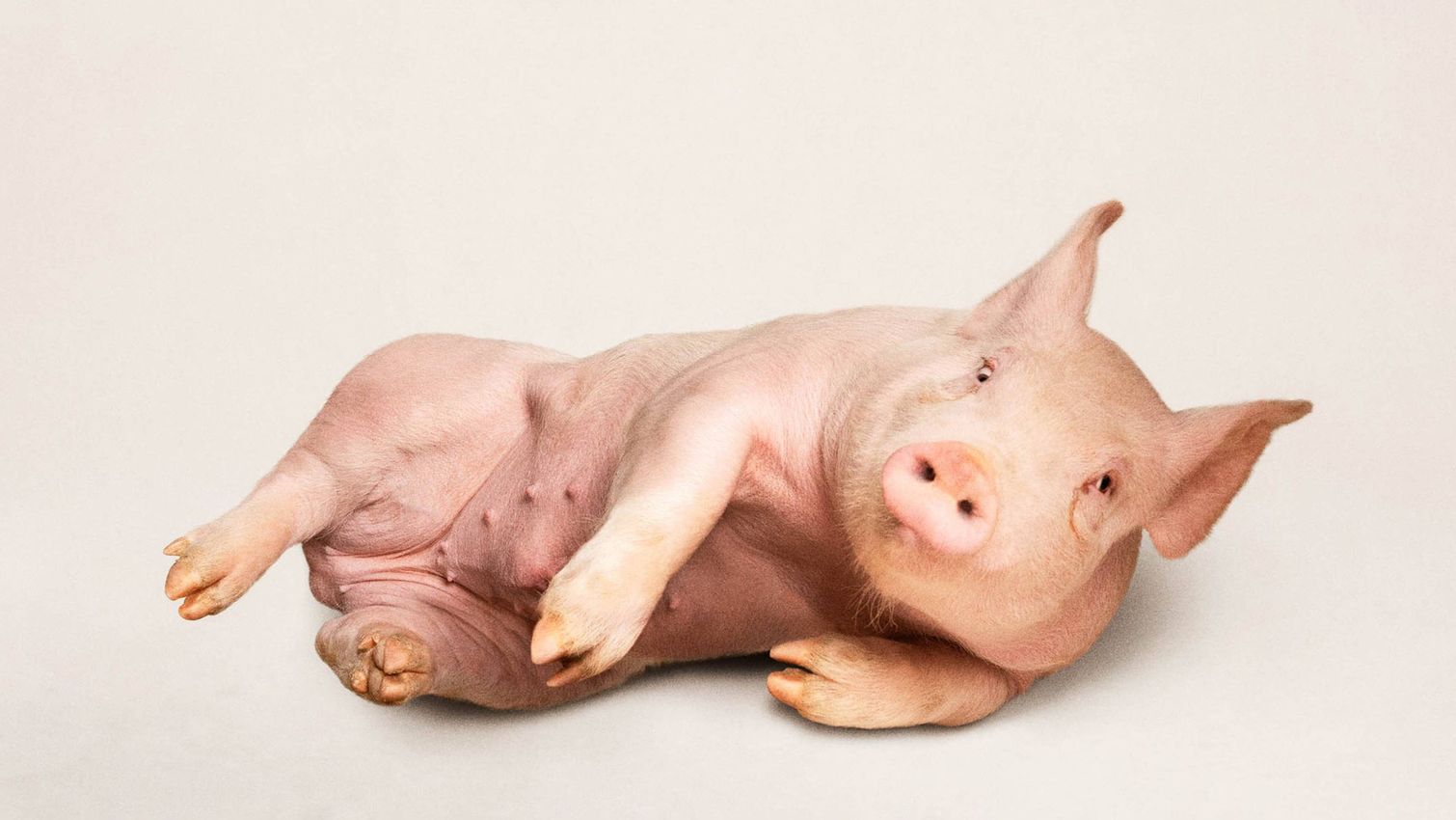 Heji Shin's Reclining Nude Pigs at Zwirner's 52 Walker
