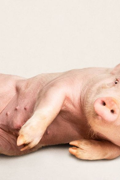 Heji Shin's Reclining Nude Pigs at Zwirner's 52 Walker