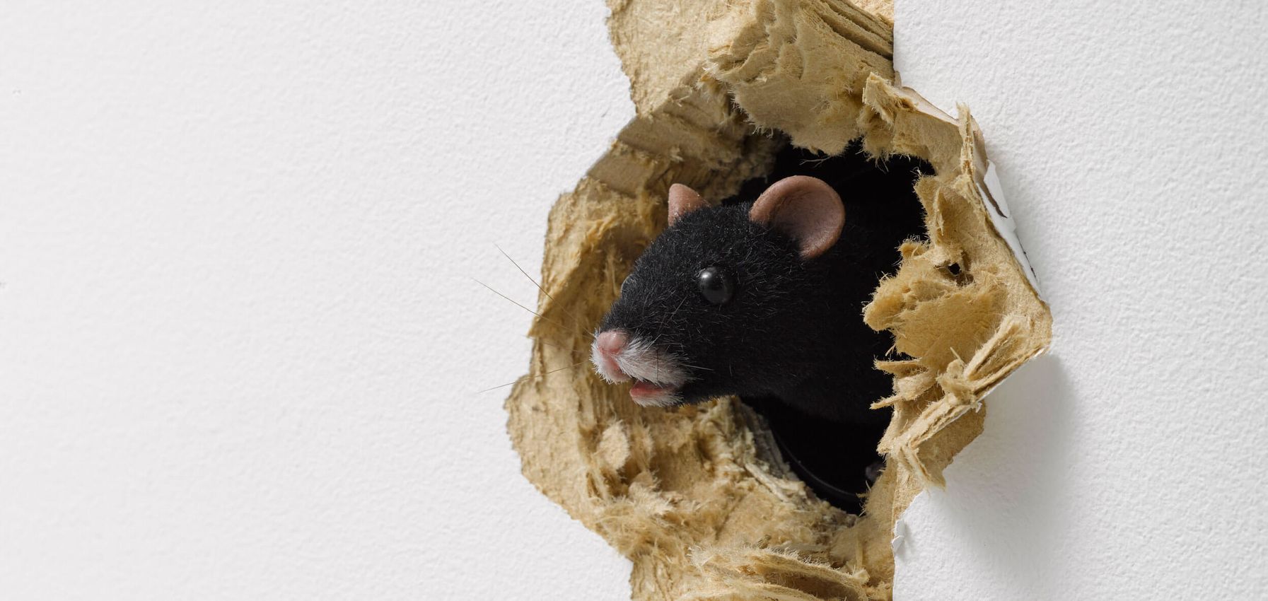 Ryan Gander