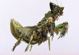 Grass Mantis ed.30 by Ikeda Manabu contemporary artwork print