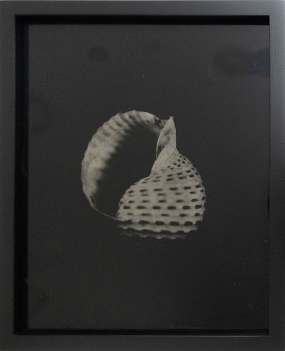 Etherized objects 74 by Raena Abella contemporary artwork Photography