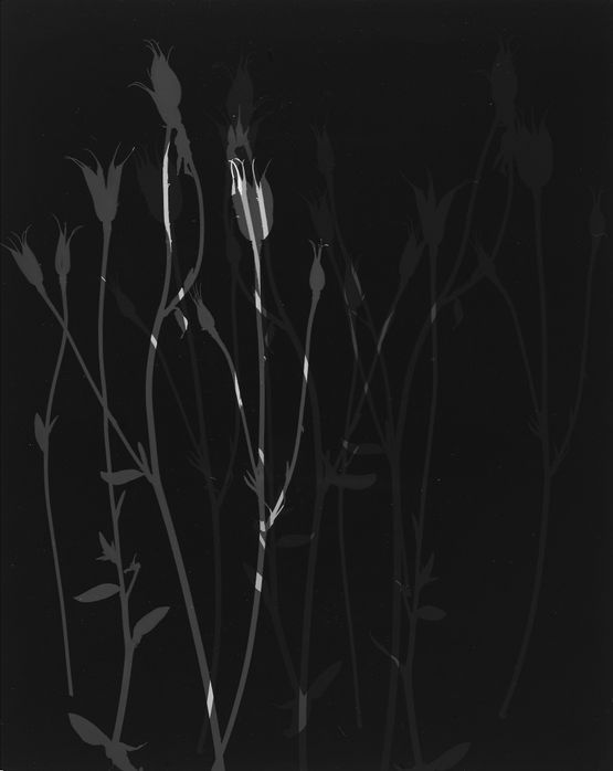 Untitled by The Estate Of Anwar Jalal Shemza contemporary artwork Photography