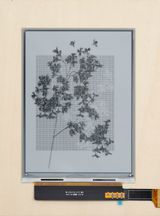 L-systems flowers 5 by Robbie Barrat contemporary artwork mixed media nft sculpture
