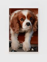 Sprout by Roe Ethridge contemporary artwork print