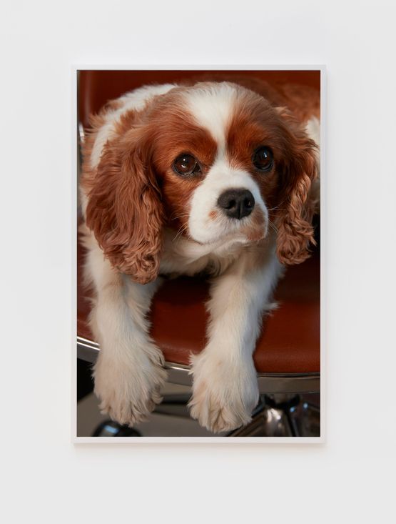 Sprout by Roe Ethridge contemporary artwork Print