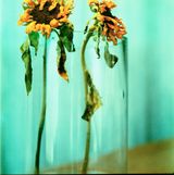 Sunflower by Ziad Antar contemporary artwork photography