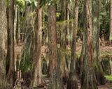 Cypresses Tallahassee by Anastasia Samoylova contemporary artwork print