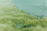 Grassland 2 by Samuel Laurence Cunnane contemporary artwork photography