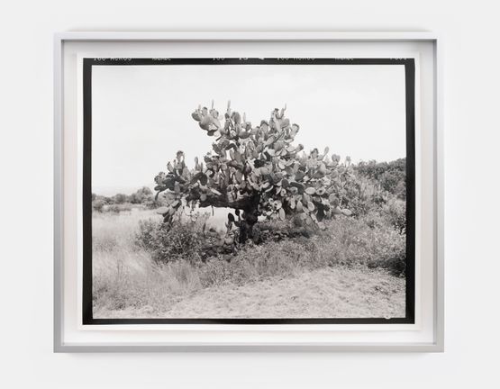 M7  Roll 41  Exp 07 by Gerard Byrne contemporary artwork Photography