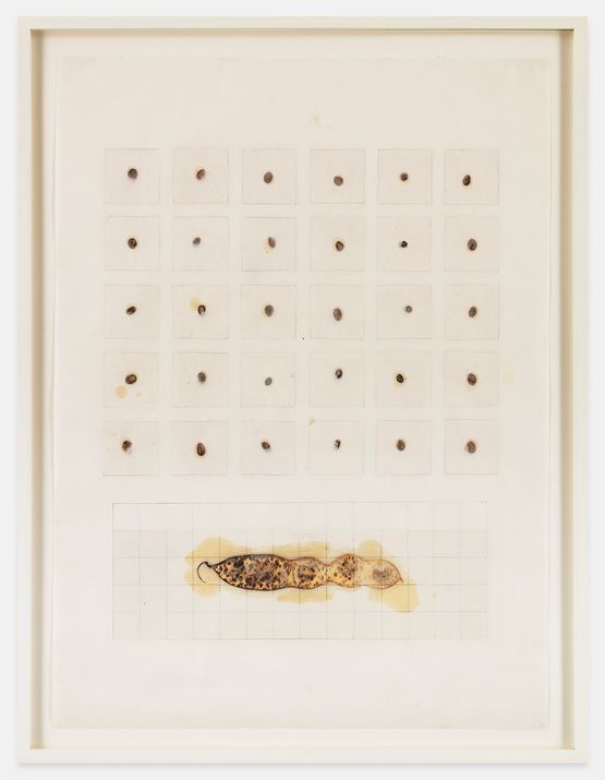 Seed Calendar Baja Pod by Michelle Stuart contemporary artwork Painting