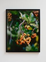 Te Karaka by Conor Clarke contemporary artwork print