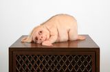 The Listener by Patricia Piccinini contemporary artwork sculpture