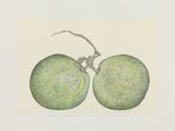 Revival Series II 6 Grapes Connection by Eddie Lui contemporary artwork drawing works on paper