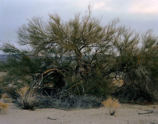 Roost by Joyce Campbell contemporary artwork Photography