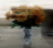 Rosen by Gerhard Richter contemporary artwork Works on Paper