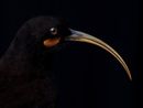 Portrait of a Female Huia South Canterbury Museum by Fiona Pardington contemporary artwork Print