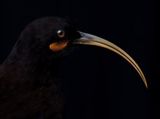 Portrait of a Female Huia South Canterbury Museum by Fiona Pardington contemporary artwork print