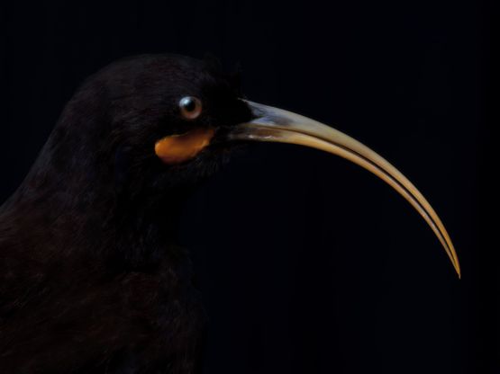 Portrait of a Female Huia South Canterbury Museum by Fiona Pardington contemporary artwork Print