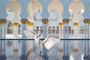 Karen Knorr