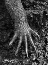 Marine Iguana Galapagos Ecuador by Sebastiao Salgado contemporary artwork photography