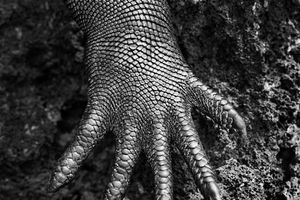 Sebastiao Salgado