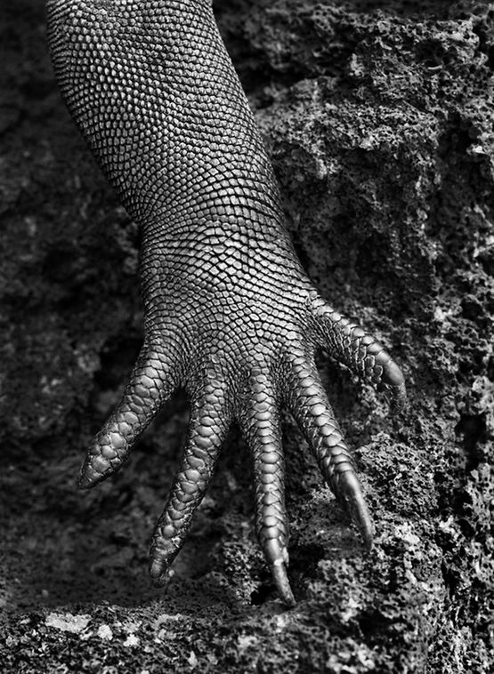 Marine Iguana Galapagos Ecuador by Sebastiao Salgado contemporary artwork Photography