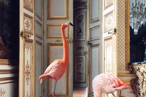 Karen Knorr